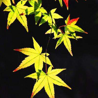 6666官方网站截图